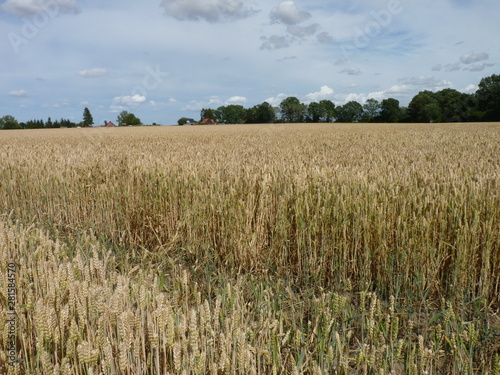 grain field, in summer just before the harvest in northern germany