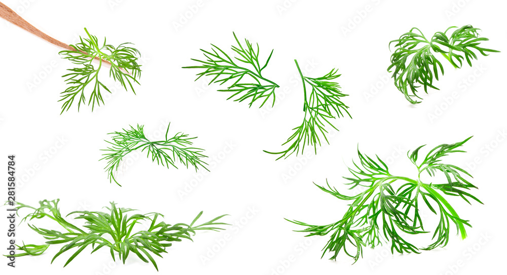 Collection of dill isolated on white background, closeup