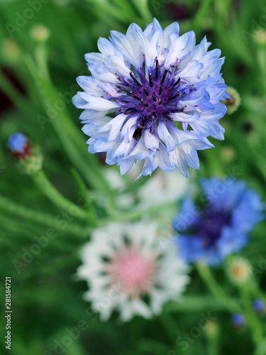 Cornflower blooming close - up view 