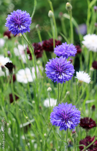 Cornflower blooming close - up view 