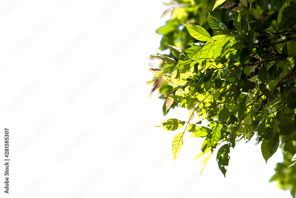 Obraz premium Fresh and green leaves isolated on white background with clipping path, Natural backgrounds.