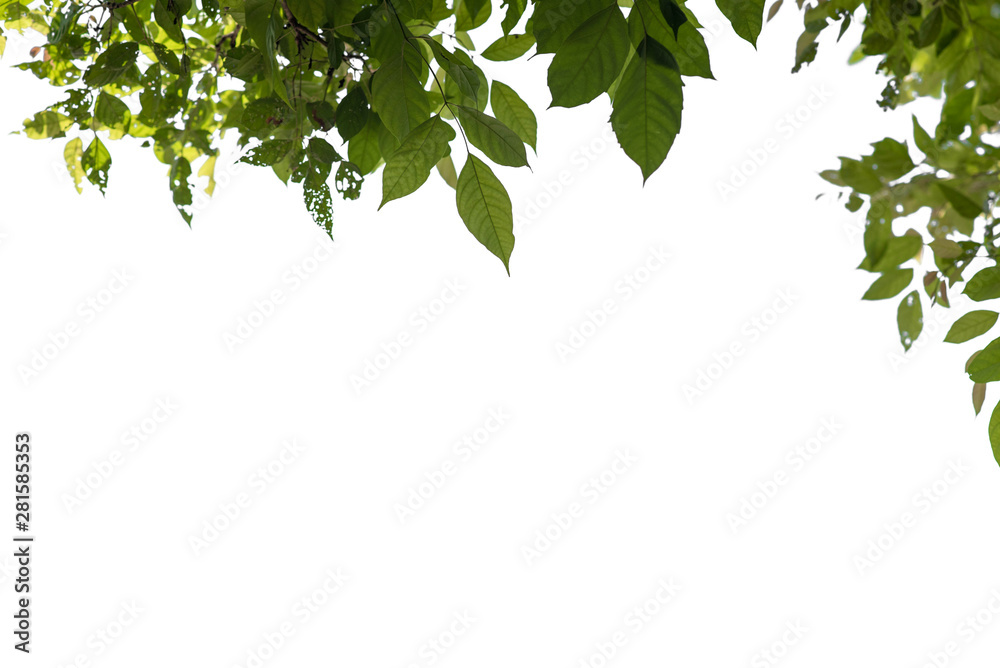 Fresh and green leaves isolated on white background with clipping path, Natural backgrounds. Fresh and green leaves isolated on white background with clipping path, Natural backgrounds.