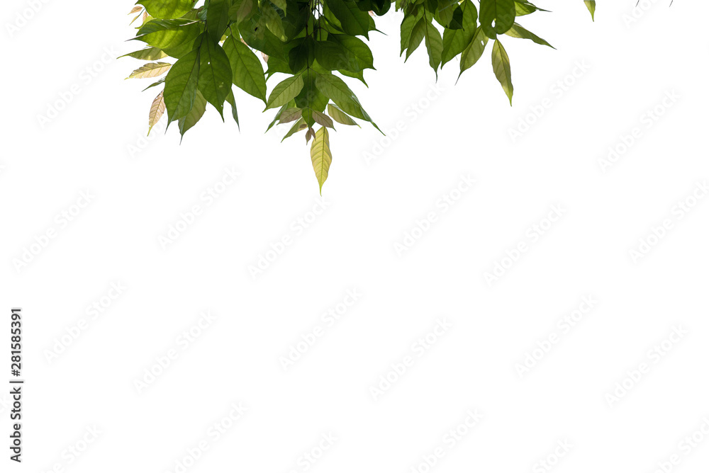 Fresh and green leaves isolated on white background with clipping path, Natural backgrounds. Fresh and green leaves isolated on white background with clipping path, Natural backgrounds.