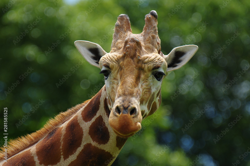 Obraz premium キリンさん