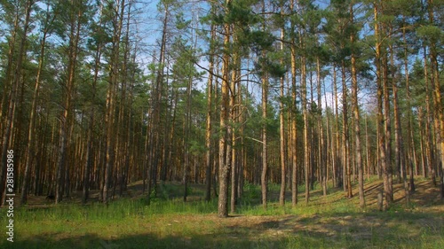 Wallpaper Mural Boy With A Dog In The Forest Torontodigital.ca