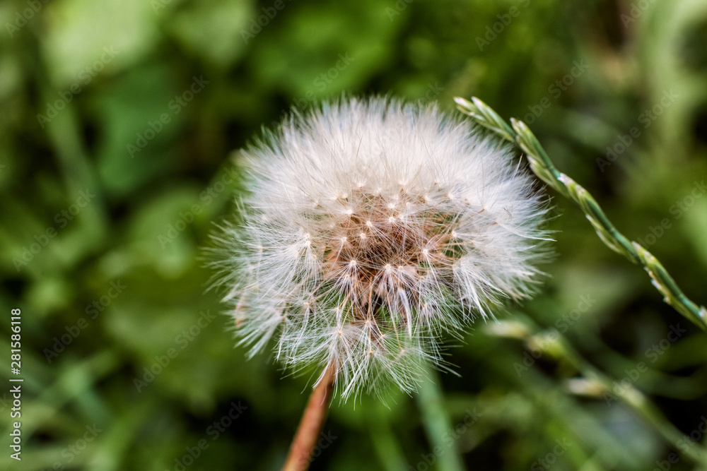 Macro Dandelion flower in the park at summer time Macro Dandelion flower in the park at summer time