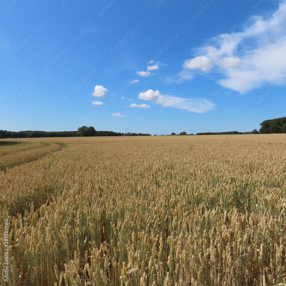 grain field, in summer just before the harvest in northern germany