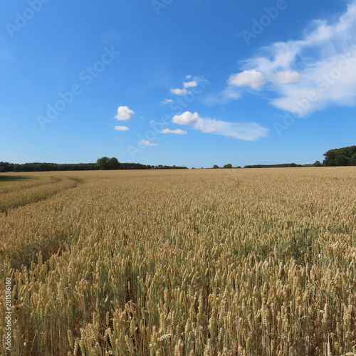 grain field, in summer just before the harvest in northern germany