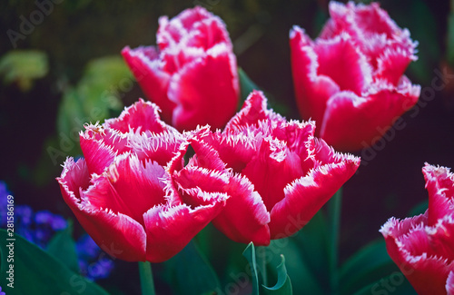 Tulipa 'Canasta' flowering at a coutry house garden photo