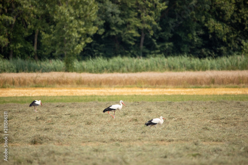 White Stork in summer on field © Marcel