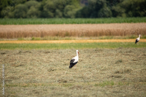White Stork in summer on field