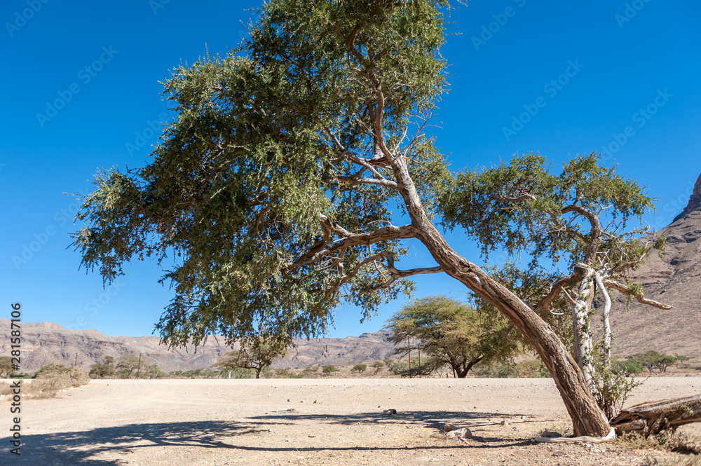 A low hanging tree along a rest area along route C14 in the Hardap Region of Namibia.