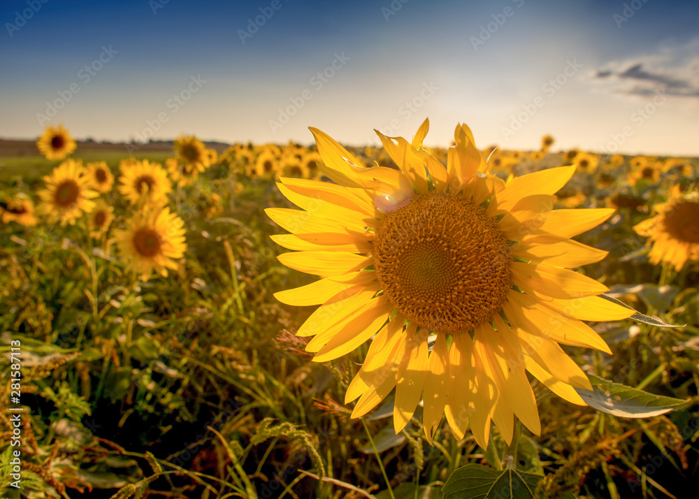 Obraz premium sunflower, flower, field, summer, sky agriculture