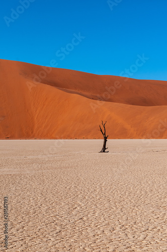 Dead Trees against against the red backdrop of the towering sand dunes of Namibia's Deadvlei photo