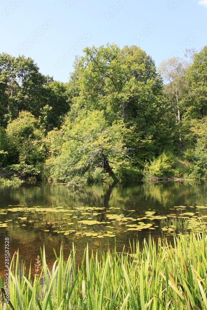 Fototapeta premium Beautiful summer landscape with river