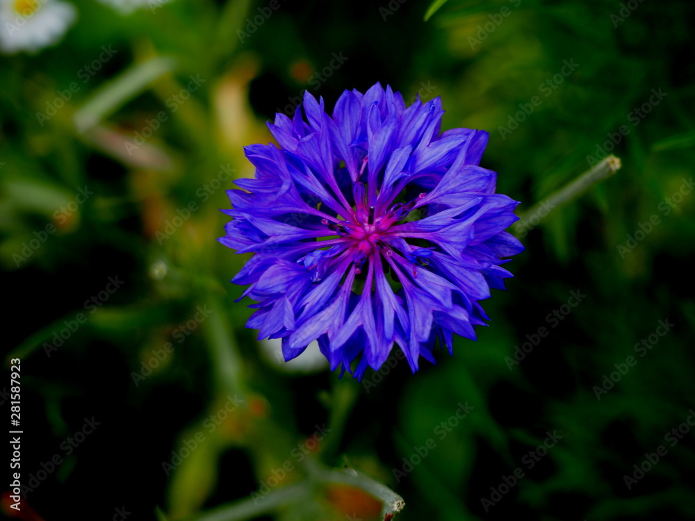 Obraz premium Kornblümchen