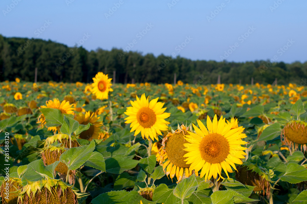 Fototapeta premium bright sunflowers on a large field on a sunny day