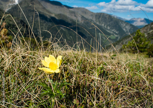 Alpine flower Pulsatilla alpina apiifolia a hairy perennial with single yellow in mountains, PYRENEES ANDORRA EUROPE  photo