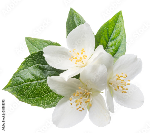 Blooming jasmine branch isolated on white. © volff