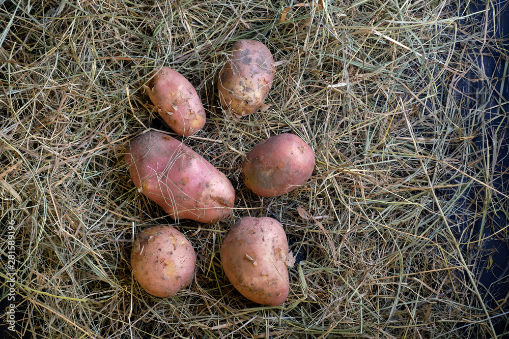 Organic potatoes farmer rustic 