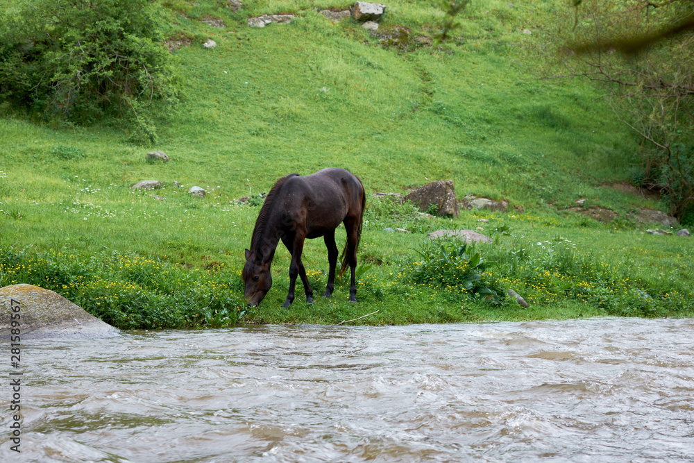 Fototapeta premium horses grazing on mountain slopes, feeding on green grass and drinking water from a mountain river on a cloudy day.