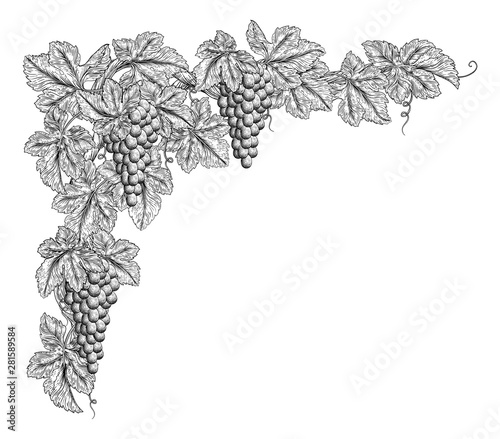 Bunches of grapes on a grape vine with leaves. Corner or border design element in a vintage woodcut etching style