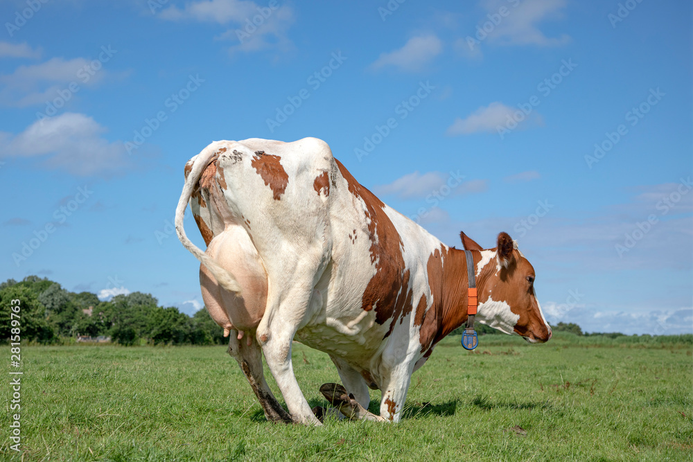 Red and white cow kneels in the middle of a green pasture, knees in the grass, thick udder