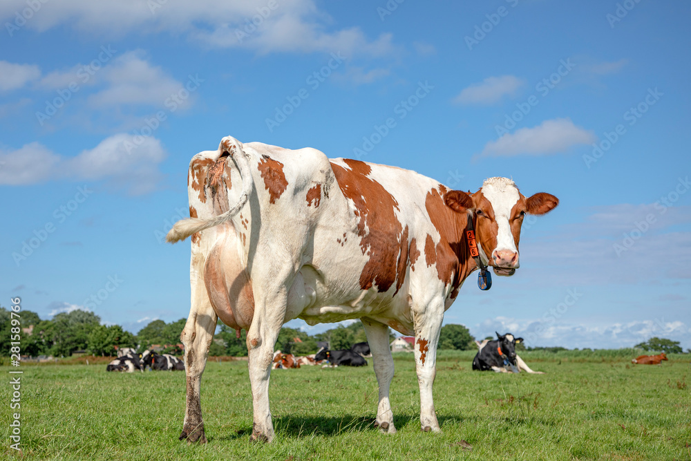 Cow turning her head to look backwards. Red and white cow from behind, swinging tail, pink udder under a blue sky in a pasture. Cow turning her head to look backwards. Red and white cow from behind, swinging tail, pink udder under a blue sky in a pasture.