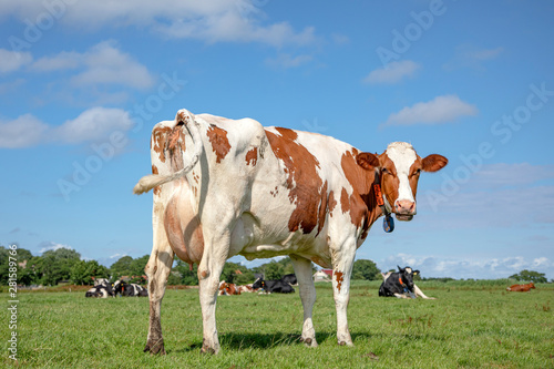 Cow turning her head to look backwards. Red and white cow from behind, swinging tail, pink udder under a blue sky in a pasture.