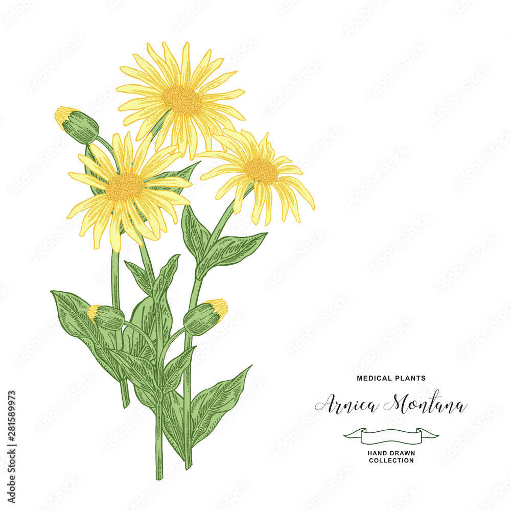 Arnica montana plant. Hand drawn flowers and leaves of arnica. Medical ...
