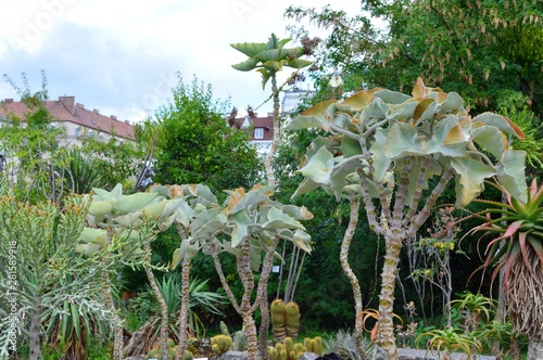 succulent green blue leaves of elephant ear Kalanchoe photo