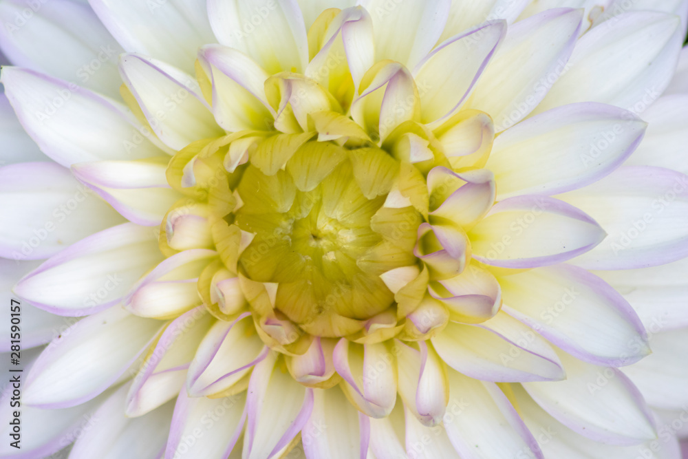 Farbenprächtige Ball-Dahlie mit verschiedenen Farbschattierungen und schönen Blütenkelchen zeigen die Schönheit von Sommer und Frühling im Garten Farbenprächtige Ball-Dahlie mit verschiedenen Farbschattierungen und schönen Blütenkelchen zeigen die Schönheit von Sommer und Frühling im Garten