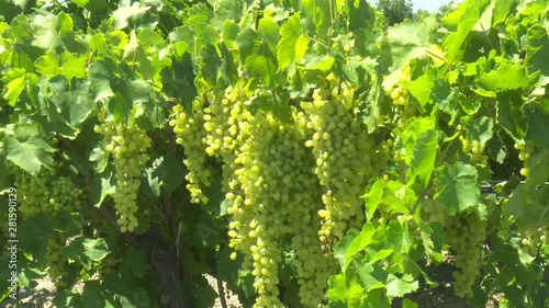 Green Grape Orchard field Vineyard