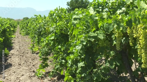 Green Grape Orchard field Vineyard