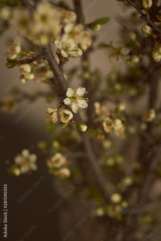 flowering sprigs of cherries in the interior, in a vase flowering sprigs of cherries in the interior, in a vase