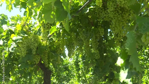Green Grape Orchard field Vineyard