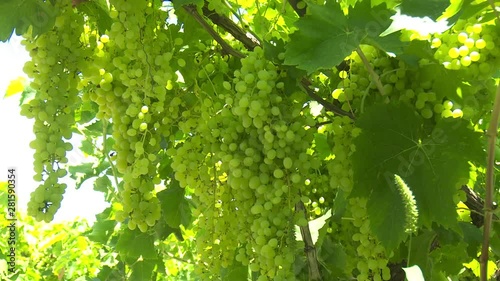 Green Grape Orchard field Vineyard