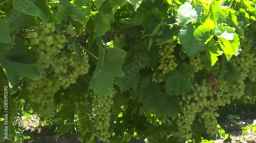 Green Grape Orchard field Vineyard