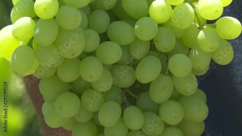 Green Grape Orchard field Vineyard