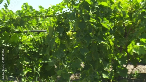 Green Grape Orchard field Vineyard