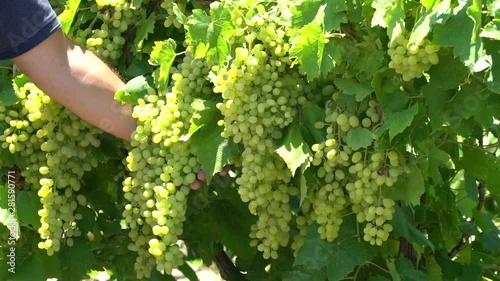 Green Grape Orchard field Vineyard