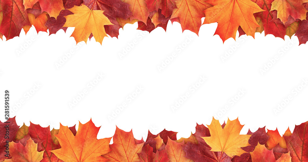 Amazing colorful background of autumn maple tree leaves background with white empty space. Multicolor maple leaves autumn background. High quality resolution picture Amazing colorful background of autumn maple tree leaves background with white empty space. Multicolor maple leaves autumn background. High quality resolution picture