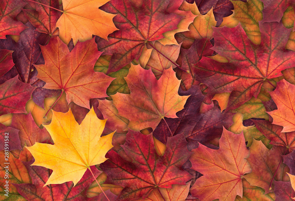 Premium AI Image  High resolution close up of multicolored autumn maple  leaves on a vibrant background