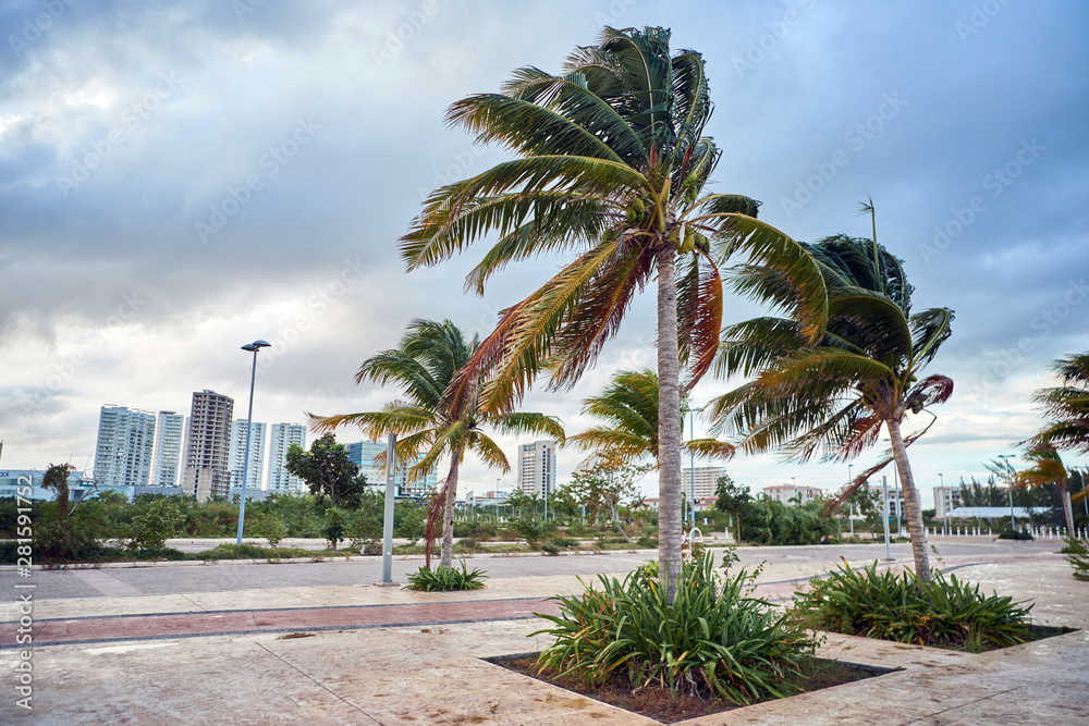 Cancun city landscape with palm trees in windy weather. Mexica.