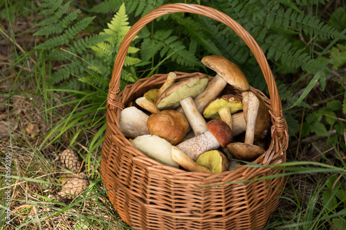 Wild mushrooms, porcini, boletus in wicker basket close up in forest, fern