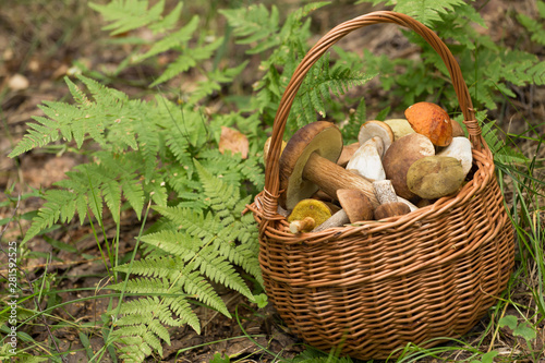 Mushrooms in forest close up. Forest harvest, boletus in basket.
