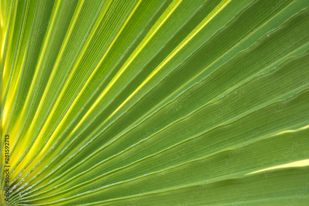 Obraz premium fragment of a large green palm leaf close-up