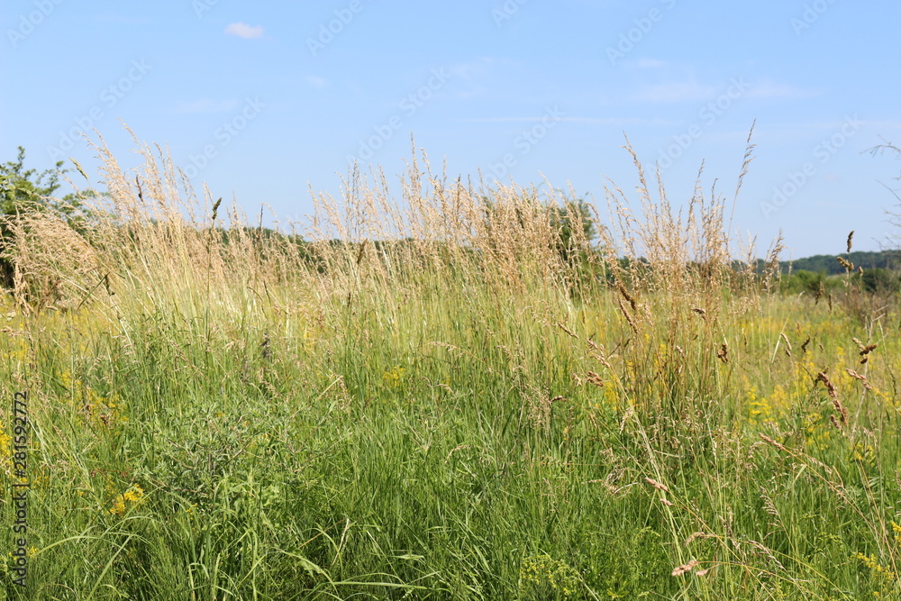 Fototapeta premium Flowers and grass growing in the summer meadow