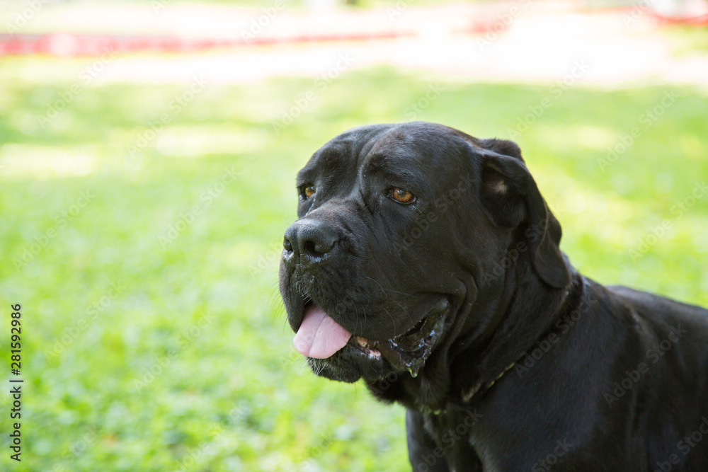Outdoor Portrait of Black Young Cane Corso puppy Dog. Cane Corso Italiano.