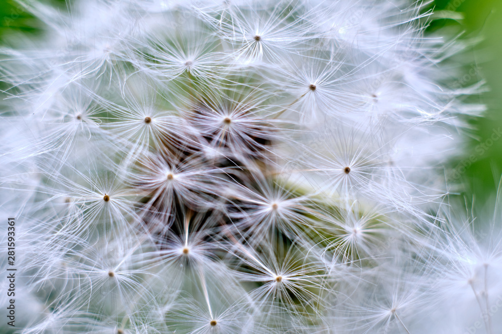 Dandelion macro Dandelion macro